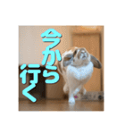 うさぎのゆきちゃん【ちょい悪版】（個別スタンプ：1）