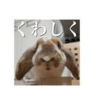 うさぎのゆきちゃん【ちょい悪版】（個別スタンプ：3）