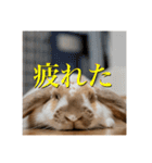 うさぎのゆきちゃん【ちょい悪版】（個別スタンプ：4）