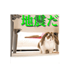 うさぎのゆきちゃん【ちょい悪版】（個別スタンプ：5）