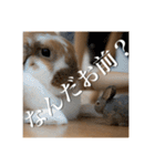 うさぎのゆきちゃん【ちょい悪版】（個別スタンプ：7）