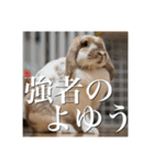 うさぎのゆきちゃん【ちょい悪版】（個別スタンプ：8）