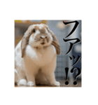 うさぎのゆきちゃん【ちょい悪版】（個別スタンプ：9）