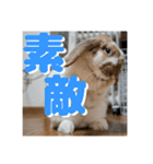 うさぎのゆきちゃん【ちょい悪版】（個別スタンプ：10）