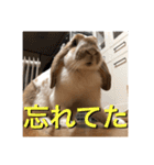 うさぎのゆきちゃん【ちょい悪版】（個別スタンプ：11）