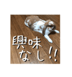 うさぎのゆきちゃん【ちょい悪版】（個別スタンプ：12）
