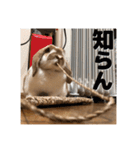 うさぎのゆきちゃん【ちょい悪版】（個別スタンプ：14）
