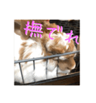 うさぎのゆきちゃん【ちょい悪版】（個別スタンプ：15）