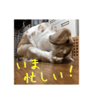 うさぎのゆきちゃん【ちょい悪版】（個別スタンプ：16）