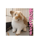うさぎのゆきちゃん【ちょい悪版】（個別スタンプ：17）