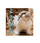 うさぎのゆきちゃん【ちょい悪版】（個別スタンプ：20）