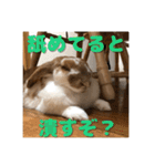 うさぎのゆきちゃん【ちょい悪版】（個別スタンプ：21）