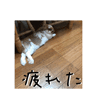 うさぎのゆきちゃん【ちょい悪版】（個別スタンプ：22）