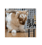 うさぎのゆきちゃん【ちょい悪版】（個別スタンプ：23）
