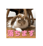 うさぎのゆきちゃん【ちょい悪版】（個別スタンプ：24）