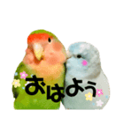 小桜インコラッキー＆マメルリハそらパート5（個別スタンプ：1）