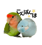 小桜インコラッキー＆マメルリハそらパート5（個別スタンプ：2）
