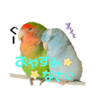 小桜インコラッキー＆マメルリハそらパート5（個別スタンプ：3）