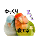 小桜インコラッキー＆マメルリハそらパート5（個別スタンプ：4）