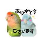 小桜インコラッキー＆マメルリハそらパート5（個別スタンプ：6）