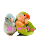 小桜インコラッキー＆マメルリハそらパート5（個別スタンプ：7）