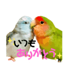 小桜インコラッキー＆マメルリハそらパート5（個別スタンプ：8）