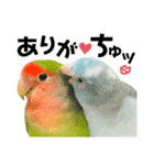 小桜インコラッキー＆マメルリハそらパート5（個別スタンプ：9）