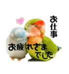 小桜インコラッキー＆マメルリハそらパート5（個別スタンプ：10）