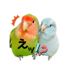 小桜インコラッキー＆マメルリハそらパート5（個別スタンプ：11）