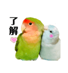 小桜インコラッキー＆マメルリハそらパート5（個別スタンプ：15）