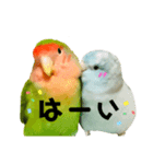 小桜インコラッキー＆マメルリハそらパート5（個別スタンプ：16）