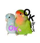 小桜インコラッキー＆マメルリハそらパート5（個別スタンプ：17）