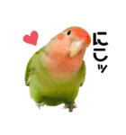 小桜インコラッキー＆マメルリハそらパート5（個別スタンプ：18）