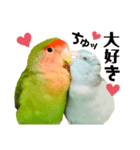 小桜インコラッキー＆マメルリハそらパート5（個別スタンプ：19）