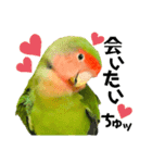 小桜インコラッキー＆マメルリハそらパート5（個別スタンプ：23）