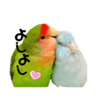 小桜インコラッキー＆マメルリハそらパート5（個別スタンプ：24）
