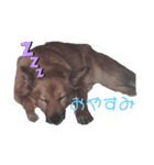 ペロリーヌ（個別スタンプ：1）