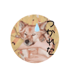 ペロリーヌ（個別スタンプ：5）