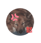 ペロリーヌ（個別スタンプ：7）