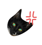 リアル黒猫スタンプ2（個別スタンプ：2）