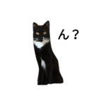 リアル黒猫スタンプ2（個別スタンプ：6）