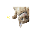 あたしんちのロク（個別スタンプ：1）