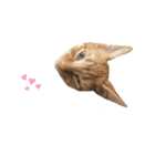 あたしんちのロク（個別スタンプ：4）