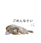 あたしんちのロク（個別スタンプ：7）