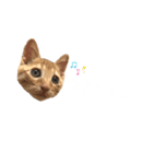 あたしんちのロク（個別スタンプ：8）