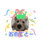 ☆ケアーンテリア☆おさかなシスターズ 2（個別スタンプ：3）