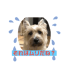 ☆ケアーンテリア☆おさかなシスターズ 2（個別スタンプ：4）