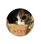 チビとハクとチャコ（個別スタンプ：11）