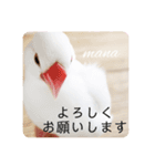 文鳥マナちゃんの開運スタンプ2-ご挨拶編-（個別スタンプ：11）