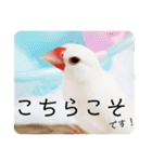 文鳥マナちゃんの開運スタンプ2-ご挨拶編-（個別スタンプ：16）